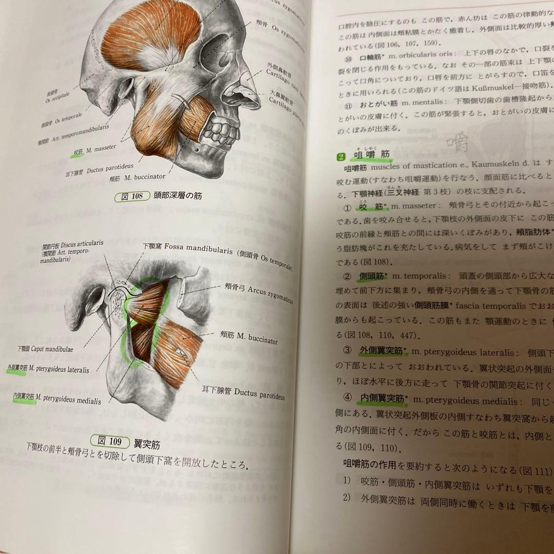人体解剖学
