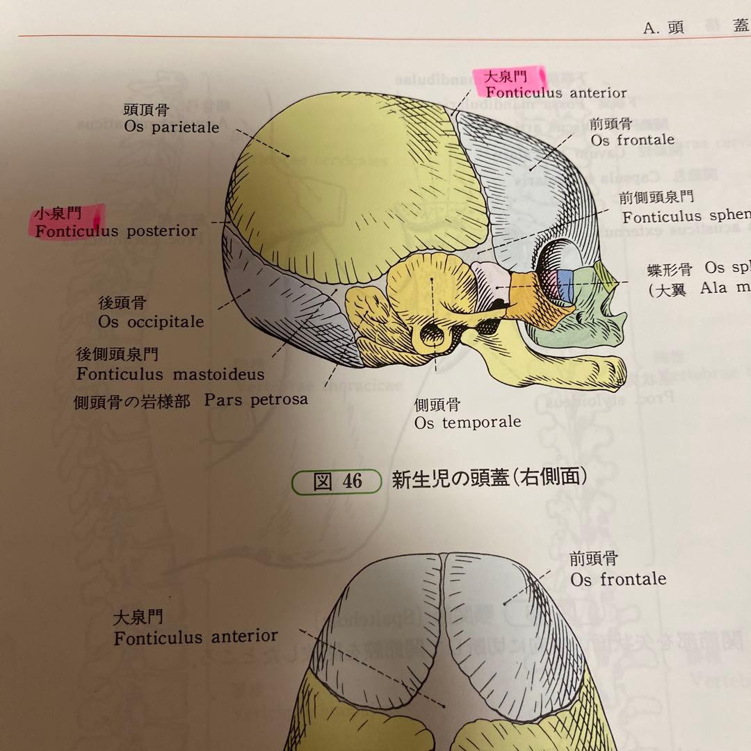 人体解剖学