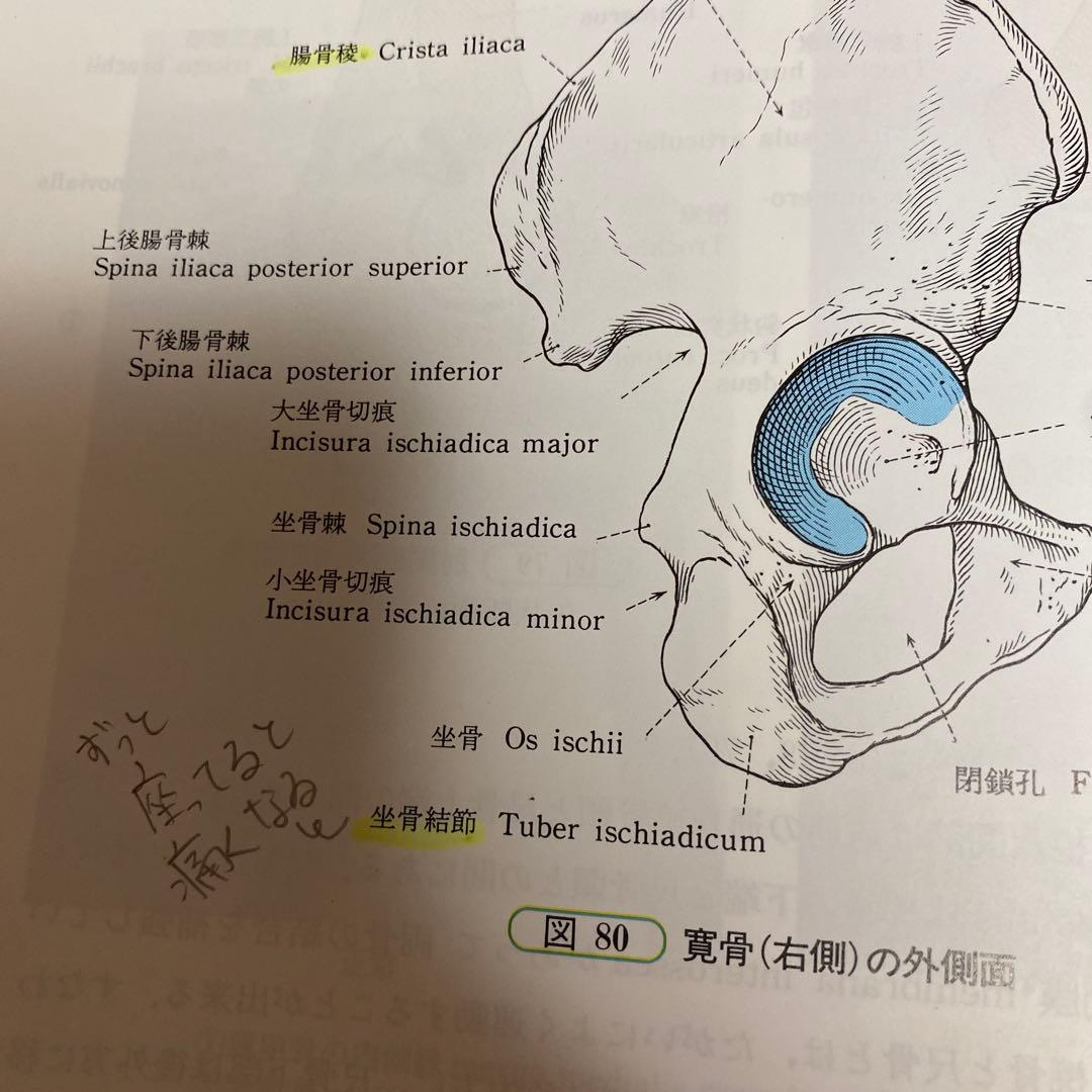 人体解剖学