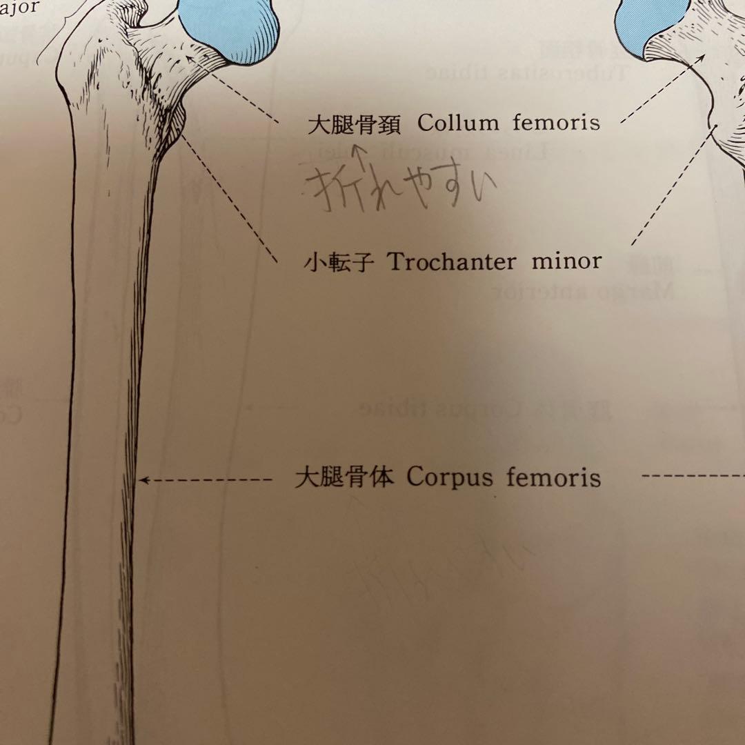 人体解剖学