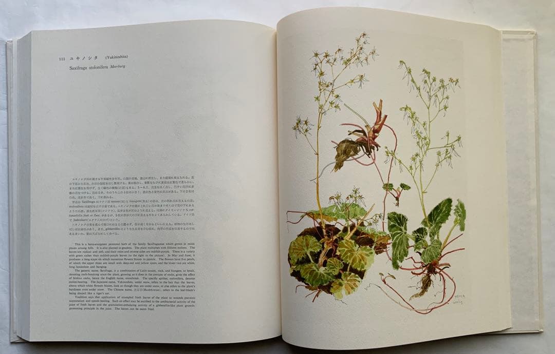 『薬用植物画譜』小磯良平文化勲章受賞記念　武田薬報表紙絵150点　刈米達夫　大型