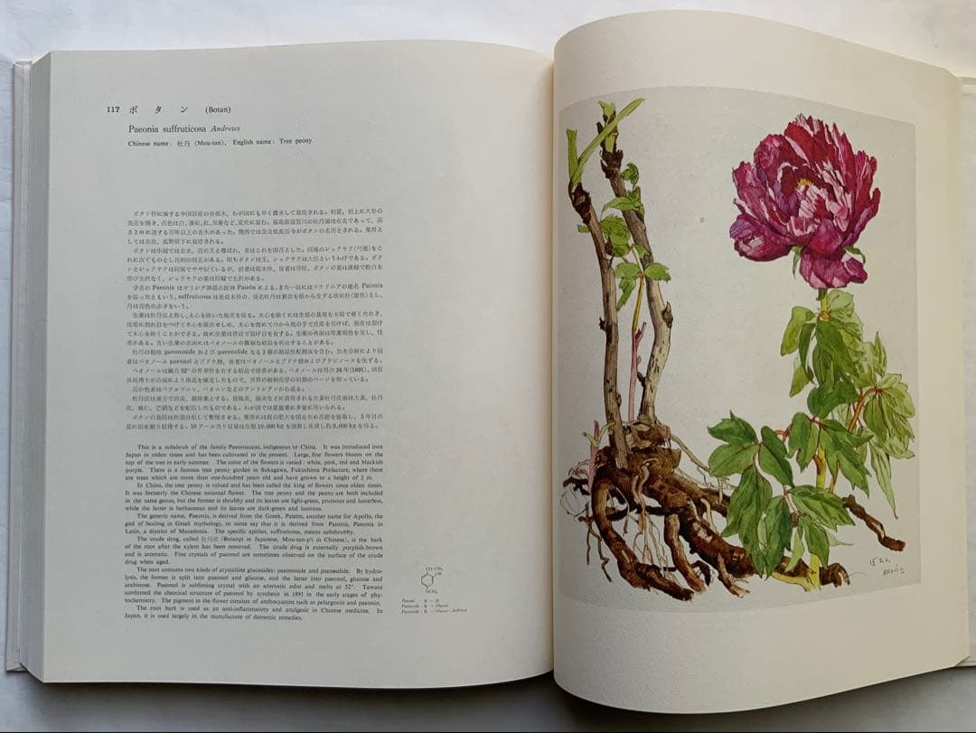 『薬用植物画譜』小磯良平文化勲章受賞記念　武田薬報表紙絵150点　刈米達夫　大型
