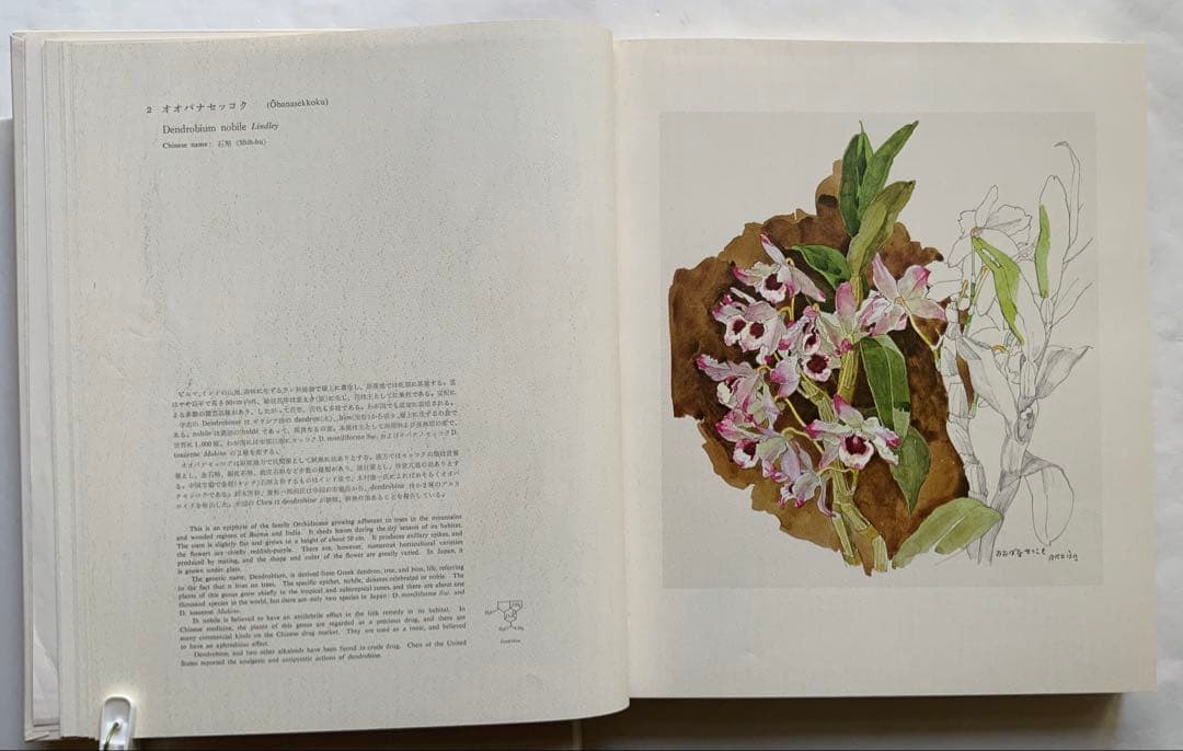 『薬用植物画譜』小磯良平文化勲章受賞記念　武田薬報表紙絵150点　刈米達夫　大型
