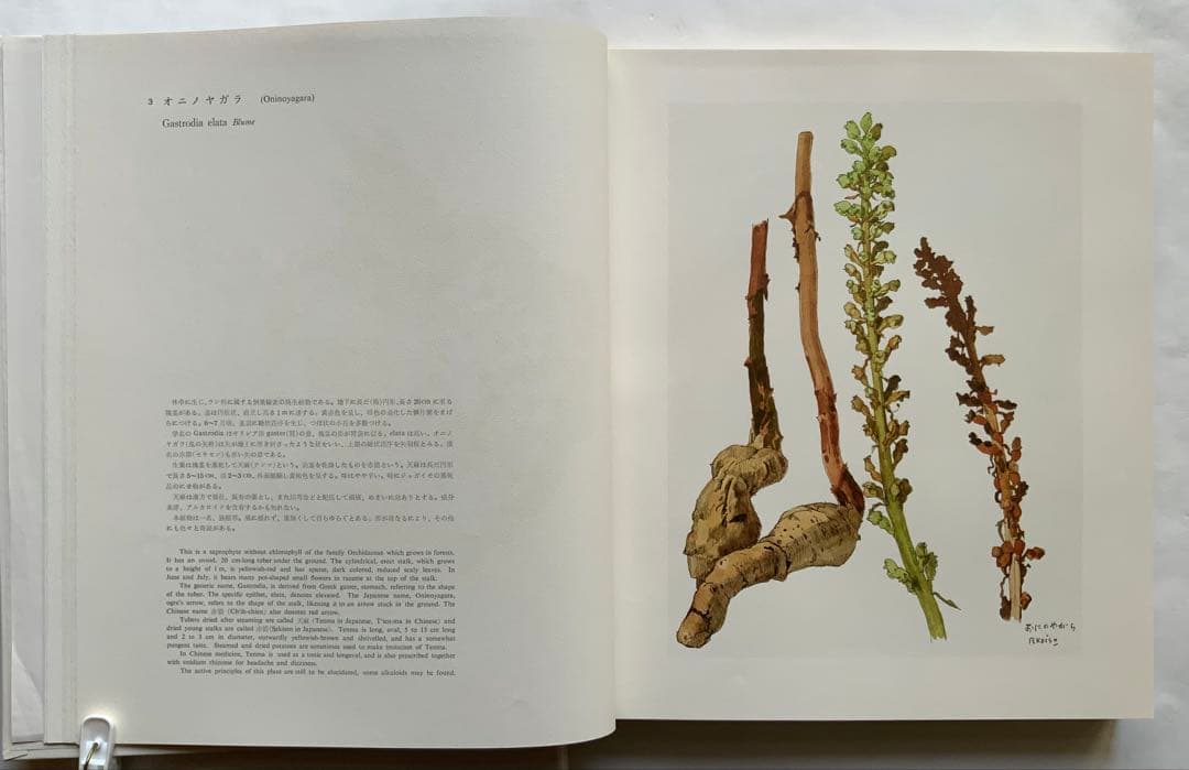 『薬用植物画譜』小磯良平文化勲章受賞記念　武田薬報表紙絵150点　刈米達夫　大型
