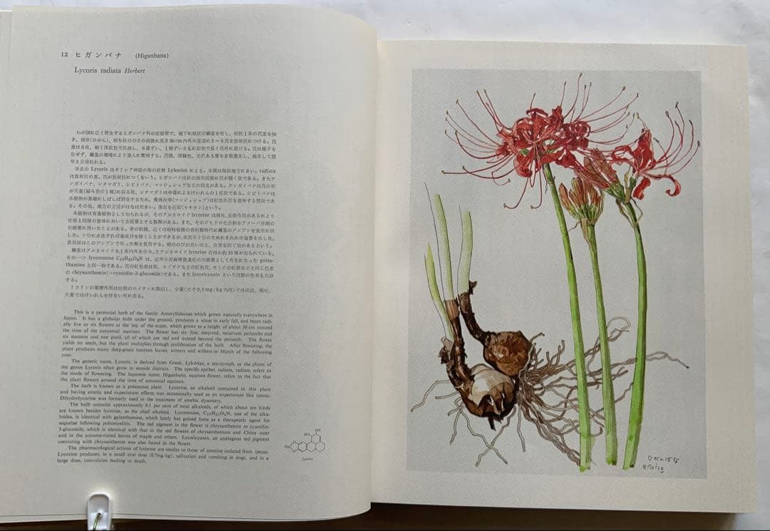 『薬用植物画譜』小磯良平文化勲章受賞記念　武田薬報表紙絵150点　刈米達夫　大型