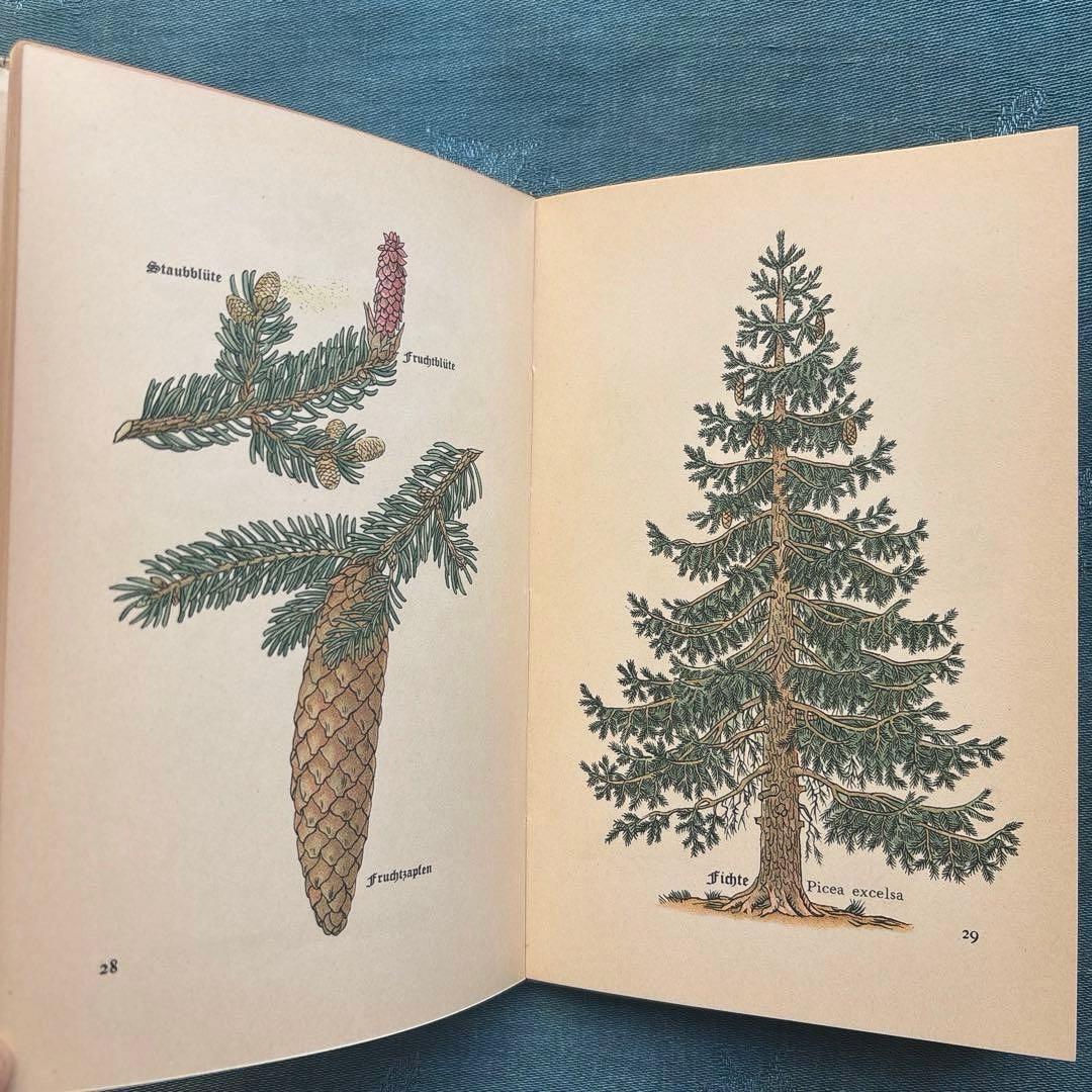 り*い様 ヴィンテージ ドイツ古書 洋書☘️インゼル文庫 316番 森の木