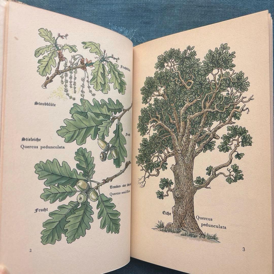 り*い様 ヴィンテージ ドイツ古書 洋書☘️インゼル文庫 316番 森の木