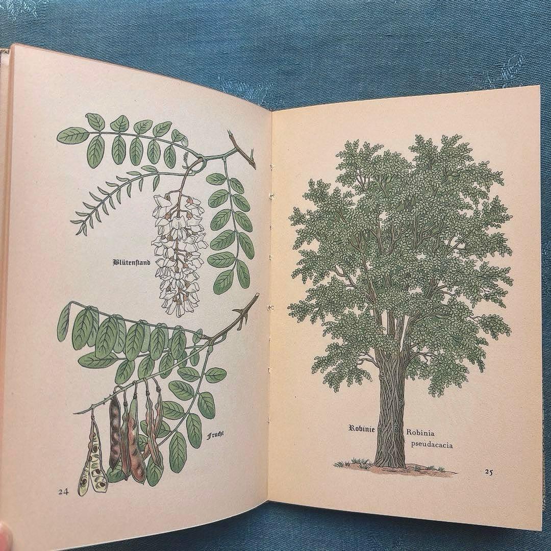 り*い様 ヴィンテージ ドイツ古書 洋書☘️インゼル文庫 316番 森の木