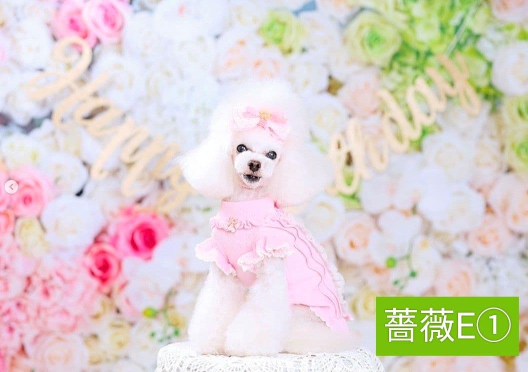 背景布×5枚+1　ペット撮影用フォトブース　トリミングチョーカー販売中　紫陽花