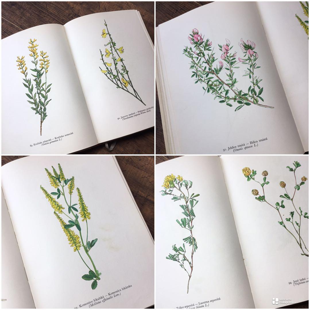 植物図鑑　洋書　チェコ植物図鑑　ボタニカルアート