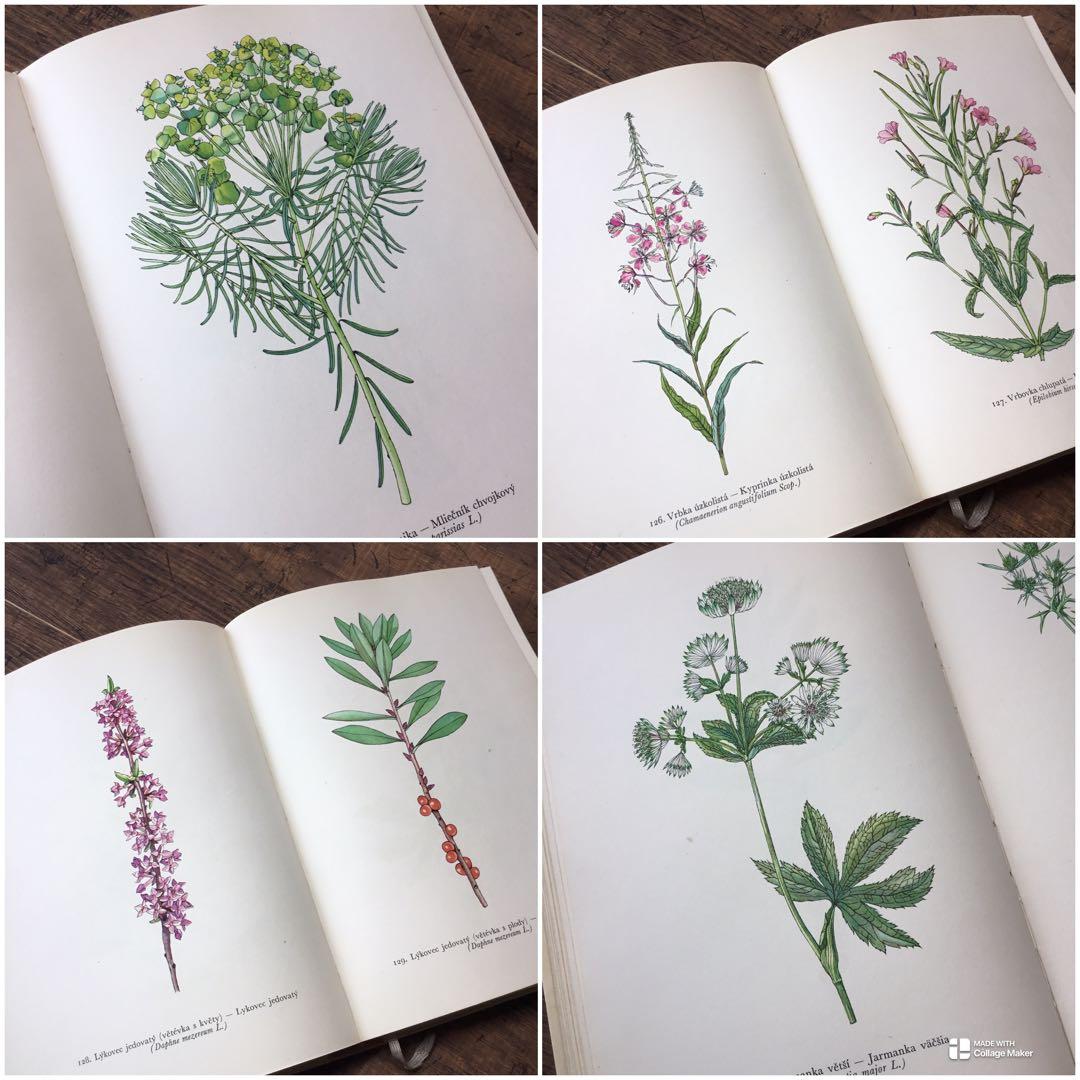 植物図鑑　洋書　チェコ植物図鑑　ボタニカルアート