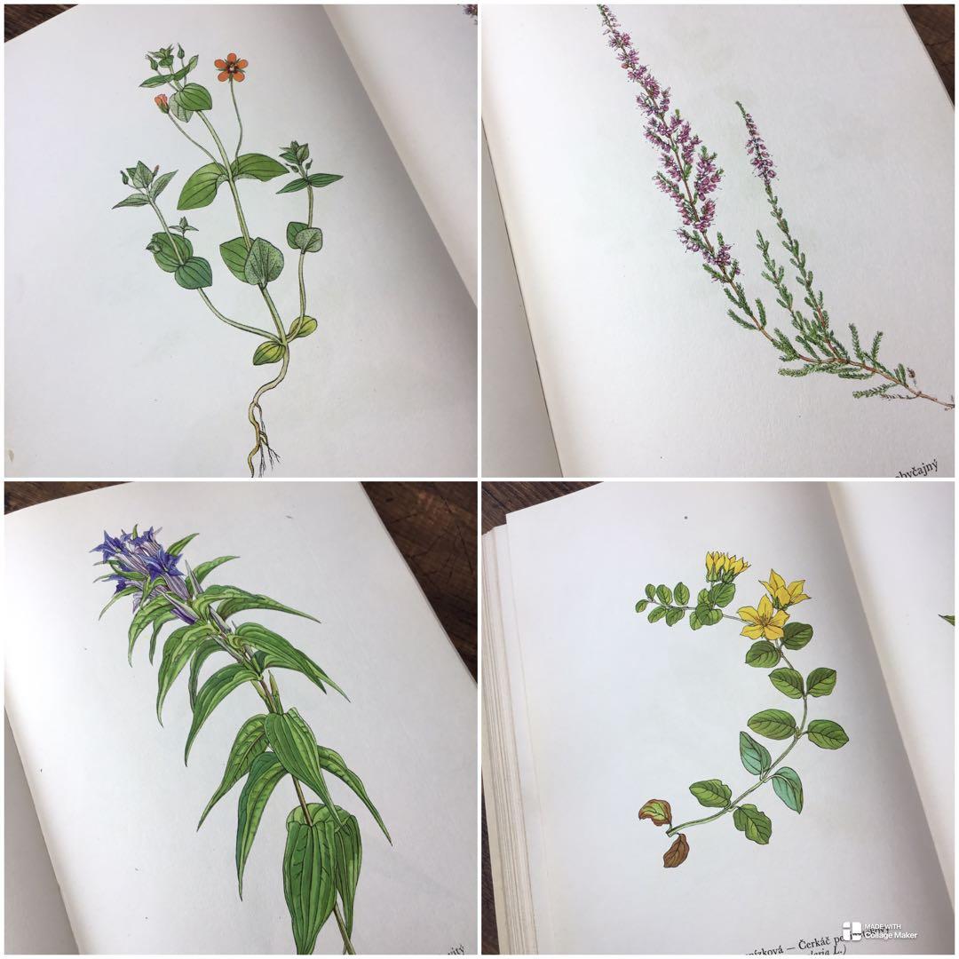 植物図鑑　洋書　チェコ植物図鑑　ボタニカルアート