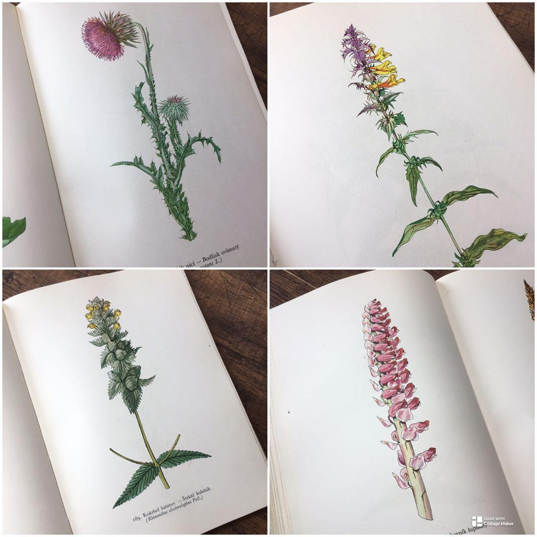 植物図鑑　洋書　チェコ植物図鑑　ボタニカルアート