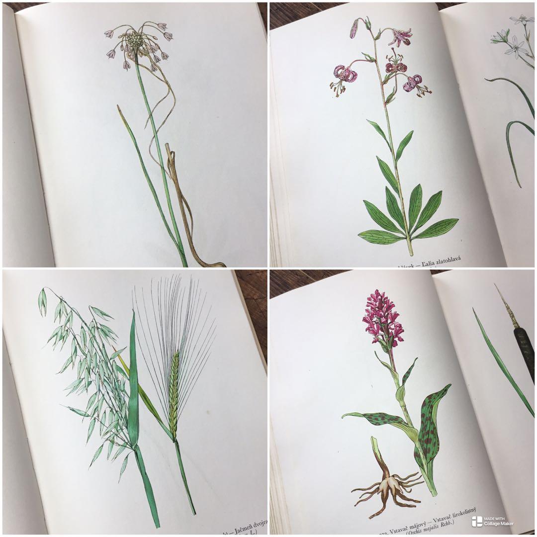 植物図鑑　洋書　チェコ植物図鑑　ボタニカルアート