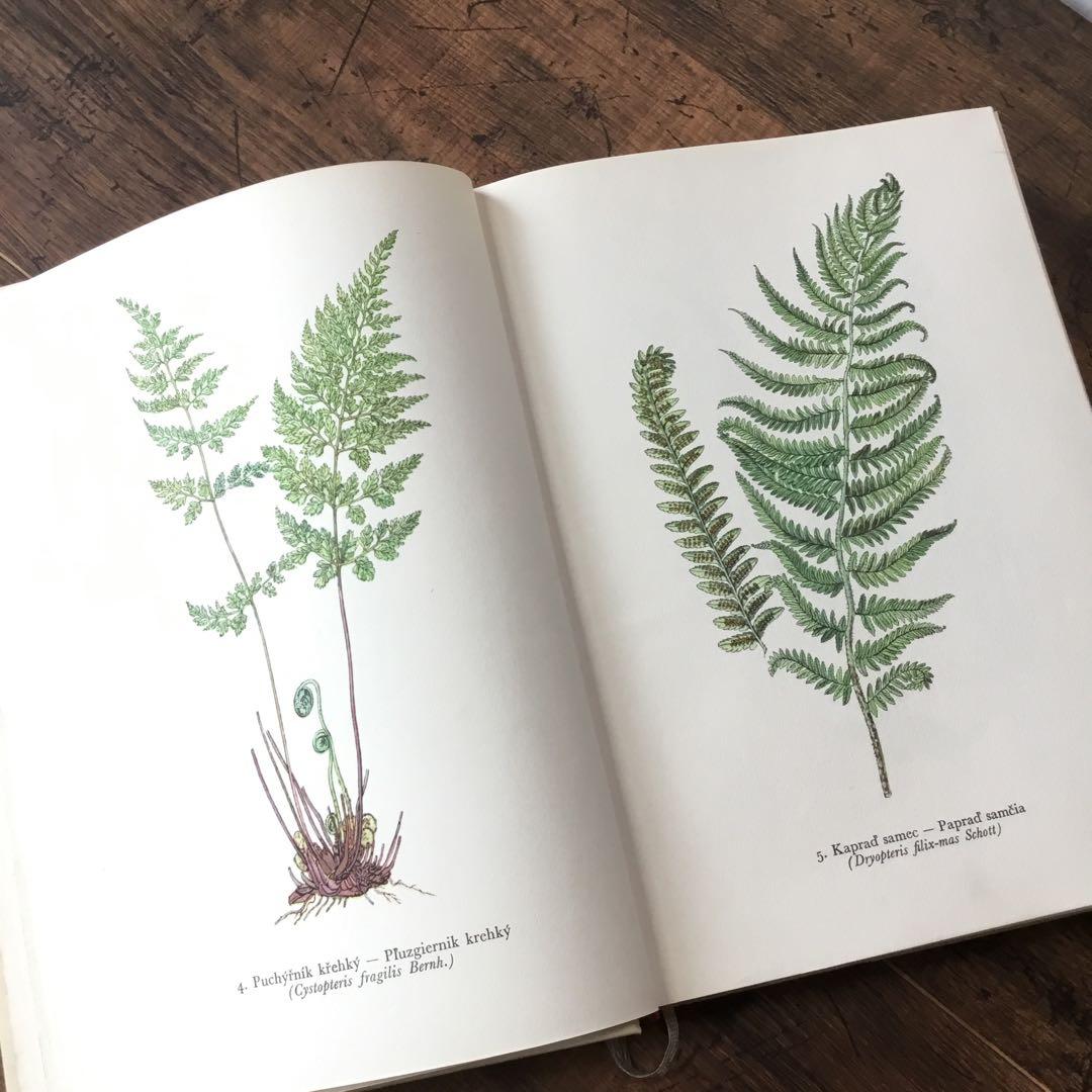 植物図鑑　洋書　チェコ植物図鑑　ボタニカルアート