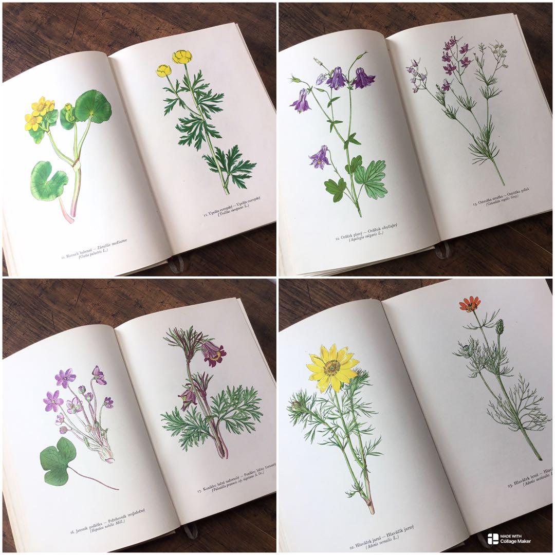 植物図鑑　洋書　チェコ植物図鑑　ボタニカルアート