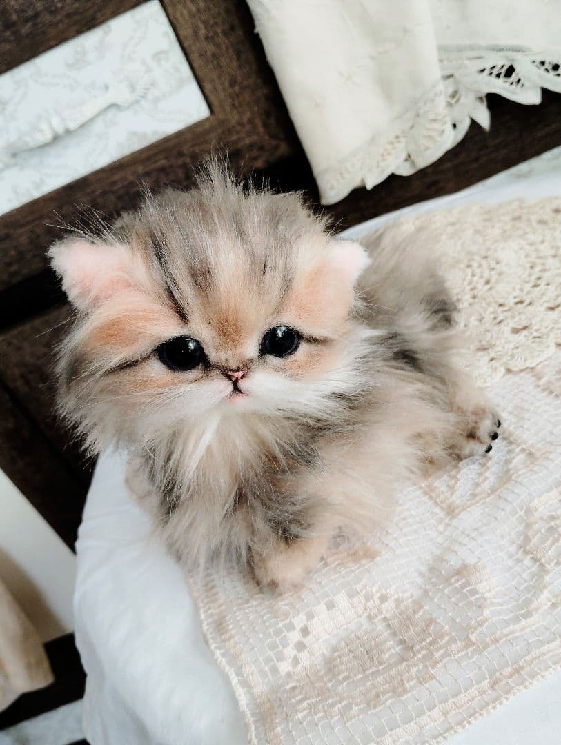 チンチラゴールデン♡子猫のふわりちゃん♡アートドール♡ぬいぐるみ♡
