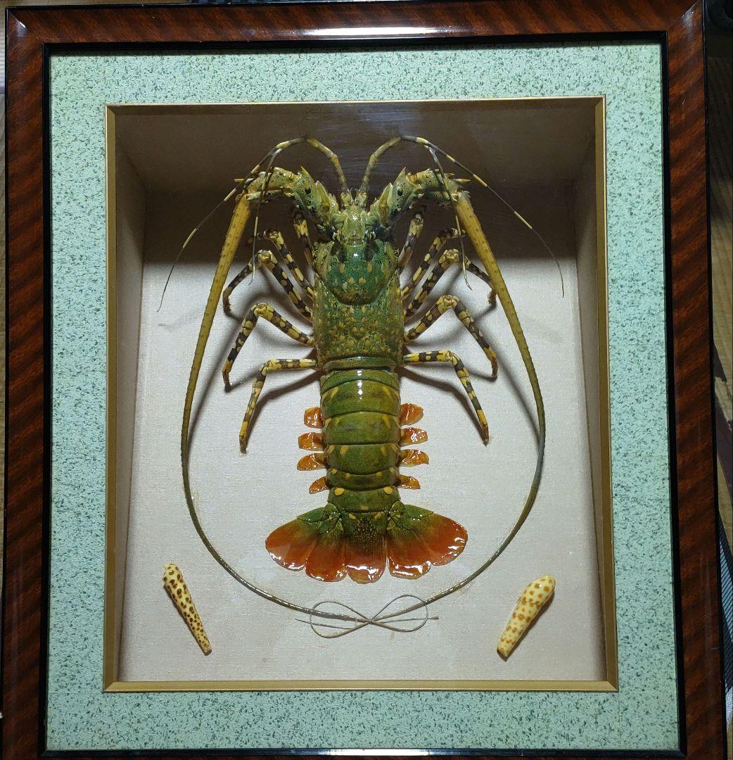 美品 特大 色鮮やかな錦海老 伊勢海老 剥製 壁掛け オブジェ￼ ニシキエビ