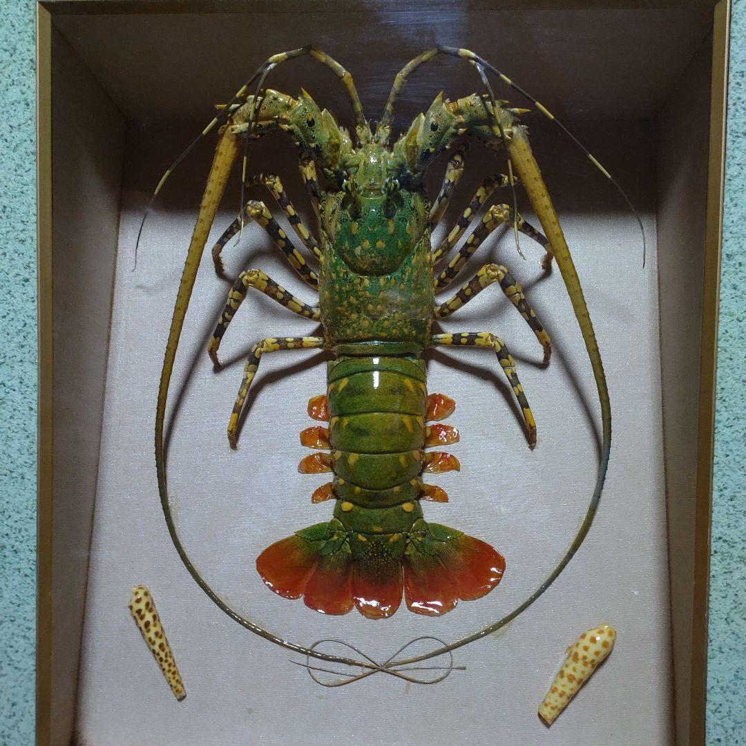 美品 特大 色鮮やかな錦海老 伊勢海老 剥製 壁掛け オブジェ￼ ニシキエビ