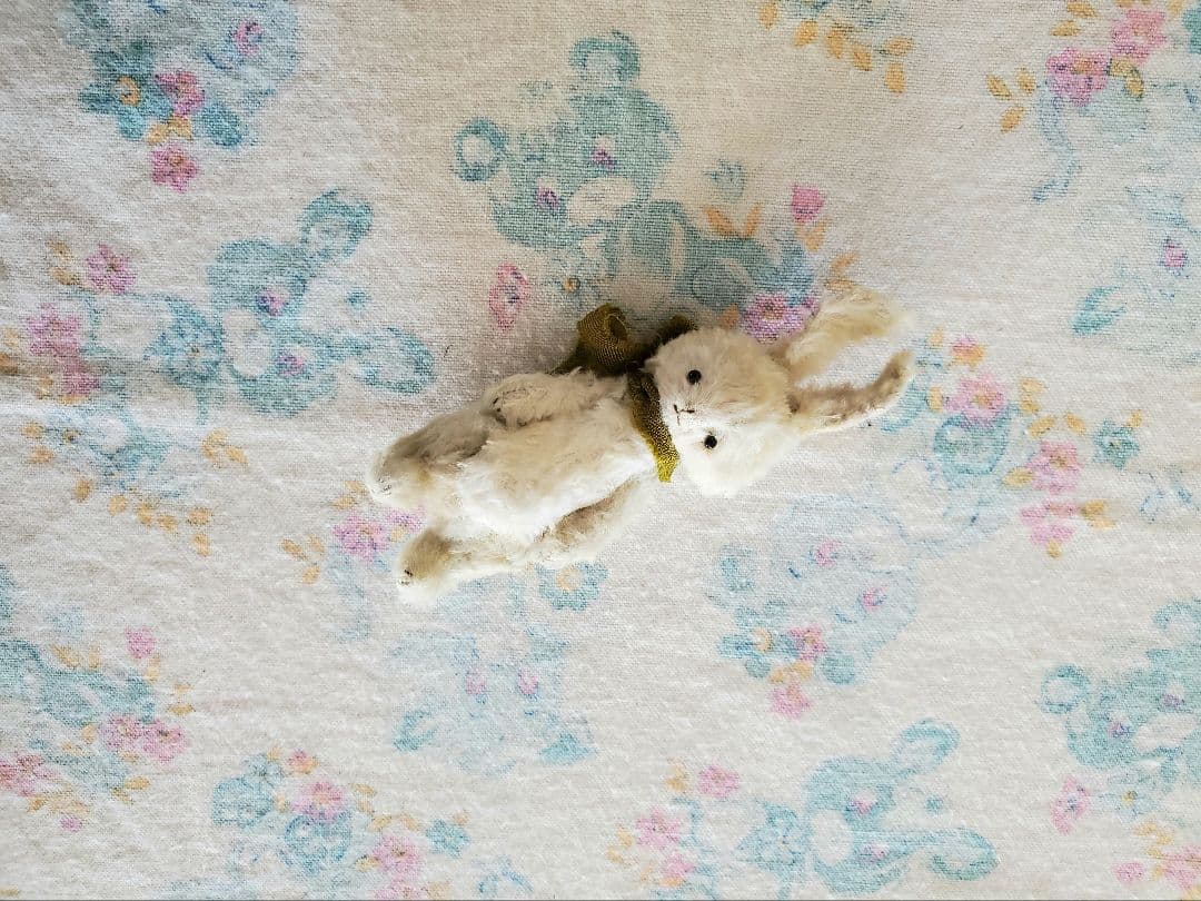 作家　うさぎ