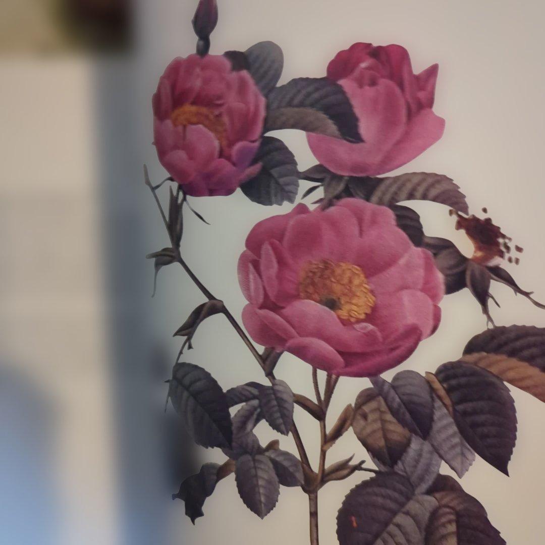 REDOUTÉ'S ROSES 大型本