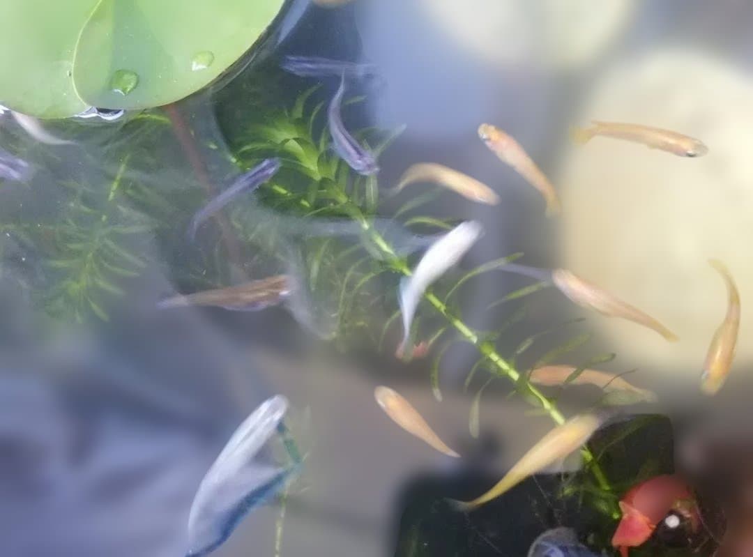 磁気活水発生装置（強）　大 SNタイプ x 4　おまけ付き