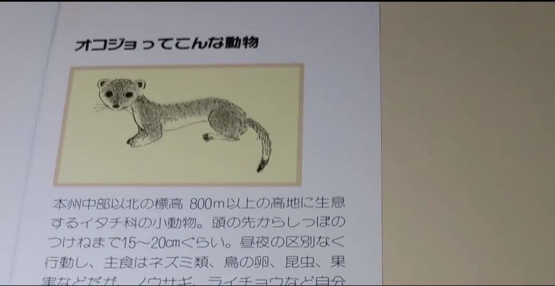 ☆絶版 初版 オコジョのともだち たまがわ のぶ子 渡辺 あきお 絵本 希少