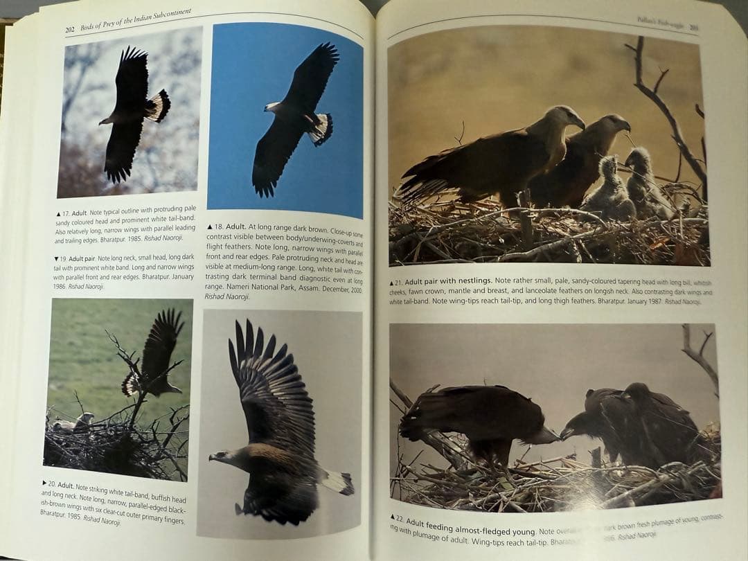 洋書 BIRDS OF PREY OF THE INDIAN SUBCONTINENT