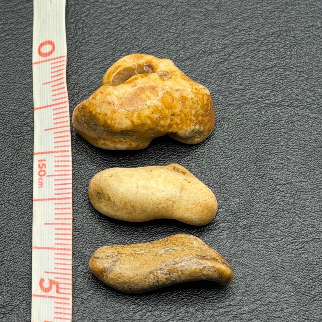 琥珀色の深みがもたらす幸運のお守り【イルカの耳骨/布袋石】天然物3種類 別売不可