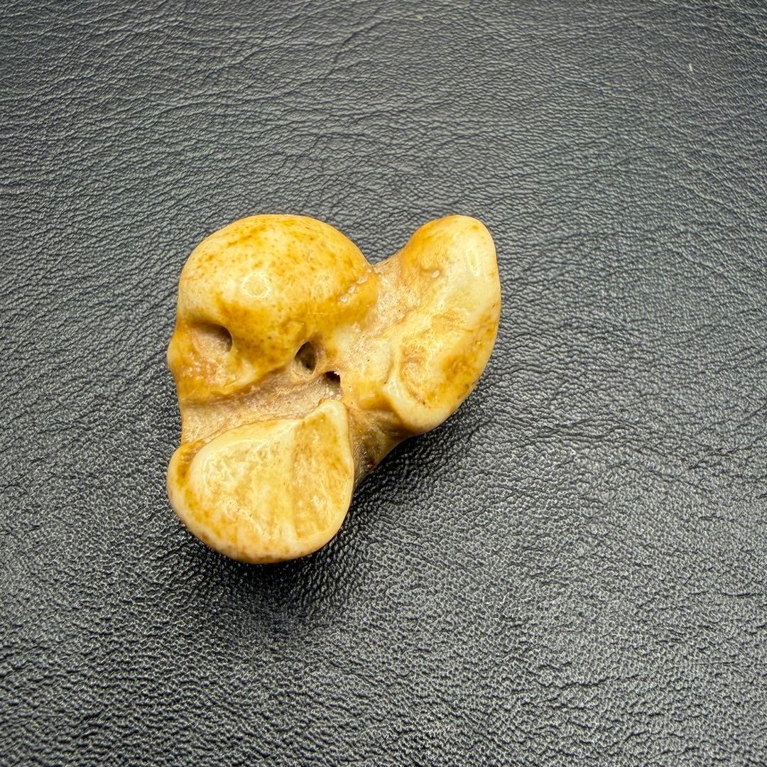 琥珀色の深みがもたらす幸運のお守り【イルカの耳骨/布袋石】天然物3種類 別売不可