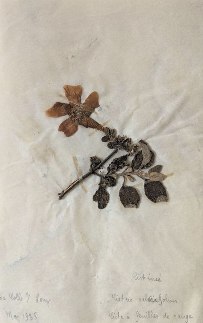 植物標本B　ドイツアンティーク　押し花/ボタニカルフランスドライフラワー洋書