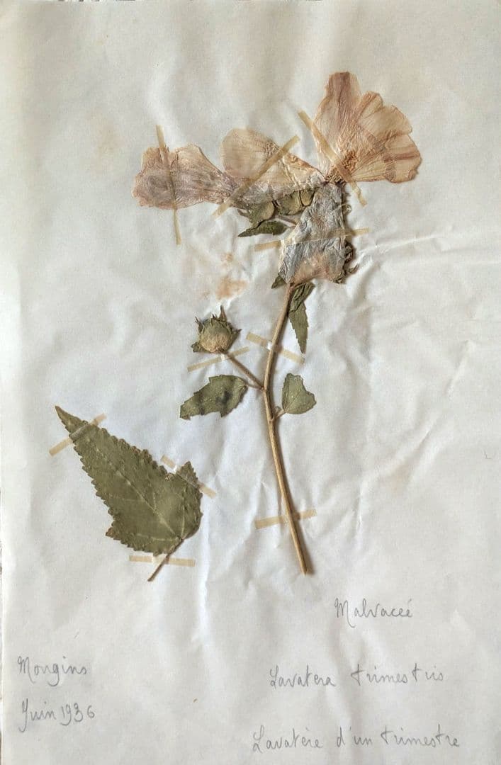 植物標本B　ドイツアンティーク　押し花/ボタニカルフランスドライフラワー洋書