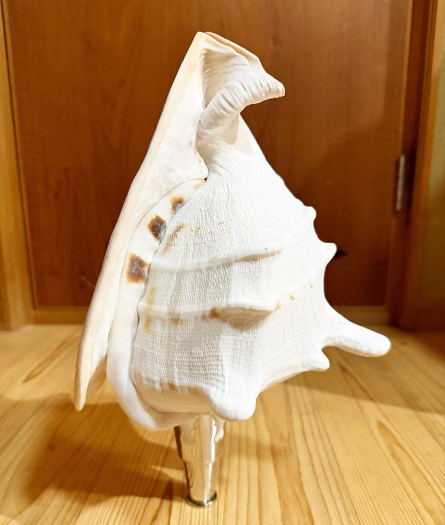 特大肉厚トウカムリ 法螺貝　ほら貝　ホラガイ❣️