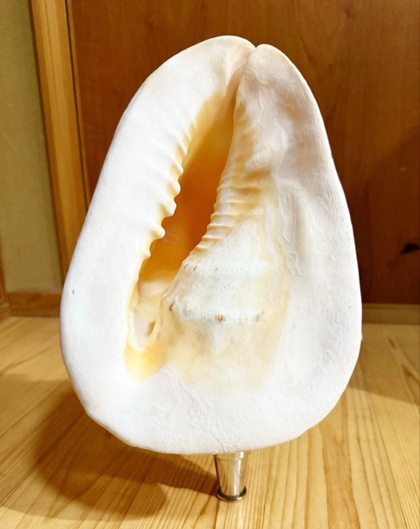特大肉厚トウカムリ 法螺貝　ほら貝　ホラガイ❣️