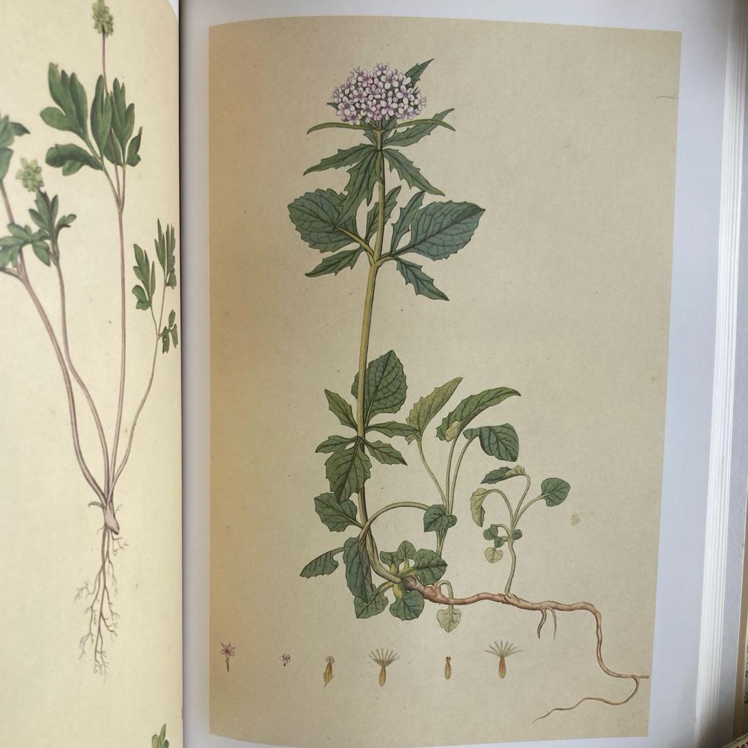 L958洋書古書　古い植物解剖図多数掲載1980年代発行ドイツの分厚い植物図鑑