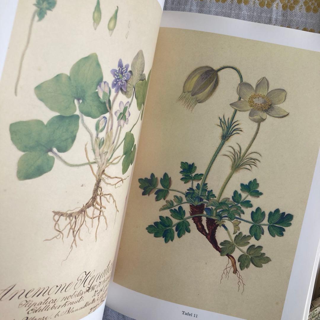 L958洋書古書　古い植物解剖図多数掲載1980年代発行ドイツの分厚い植物図鑑