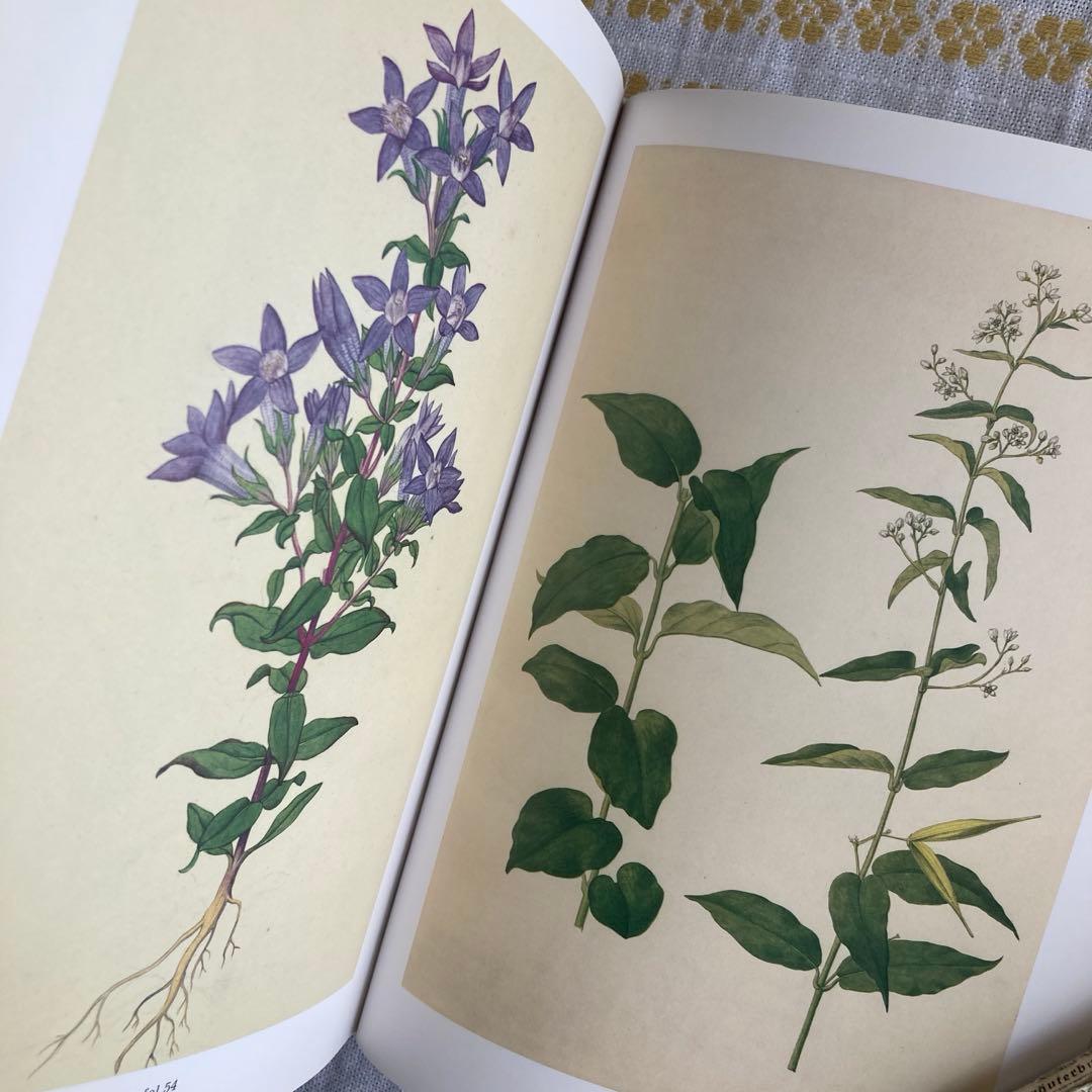 L958洋書古書　古い植物解剖図多数掲載1980年代発行ドイツの分厚い植物図鑑