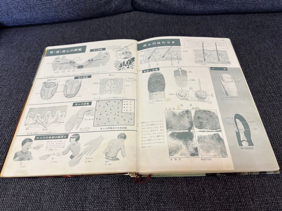 学習図鑑シリーズ5冊 昆虫 動物 鳥類 魚貝 保健と人体 1960年　本　絵本