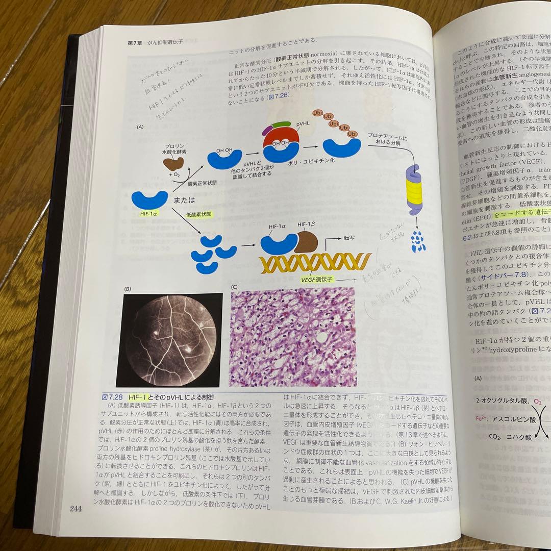 値下げしてます！がんの生物学