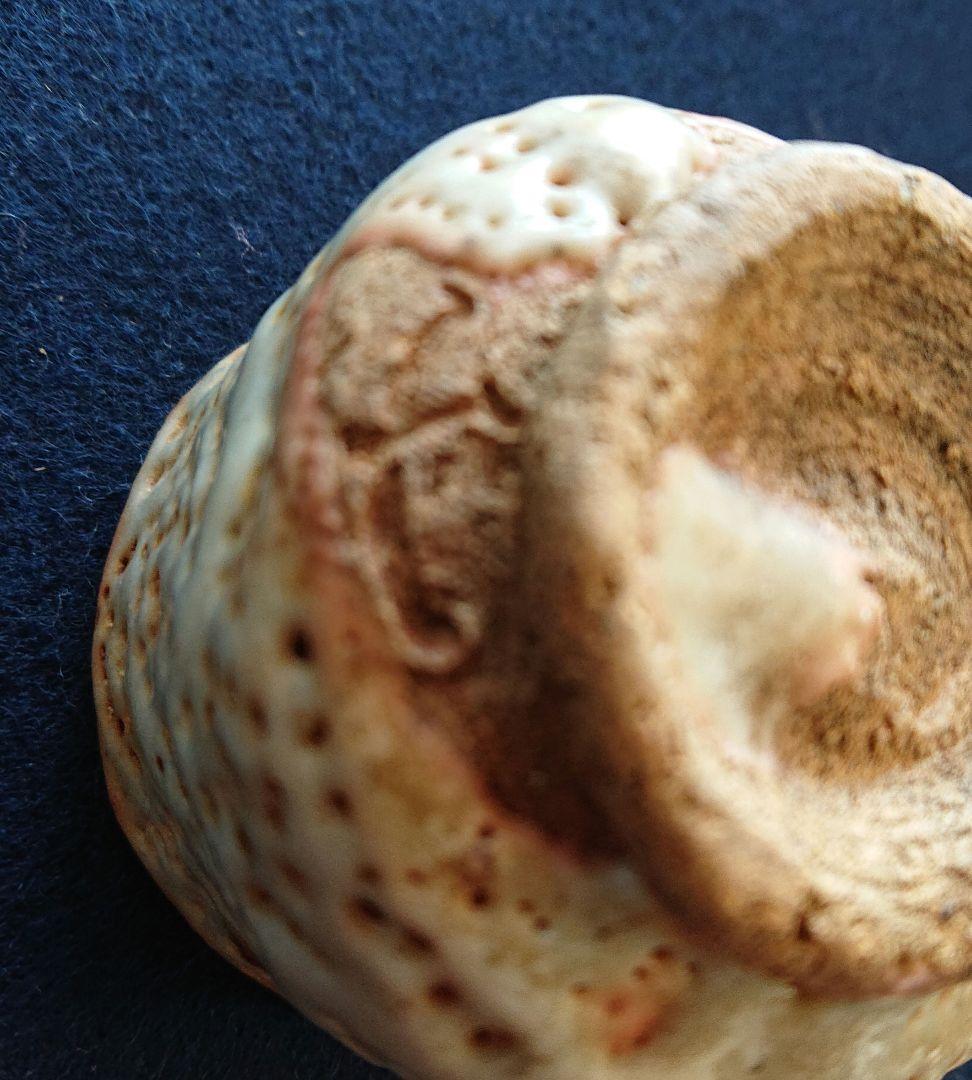 美濃焼佐藤重造作ぐい呑み木箱付き