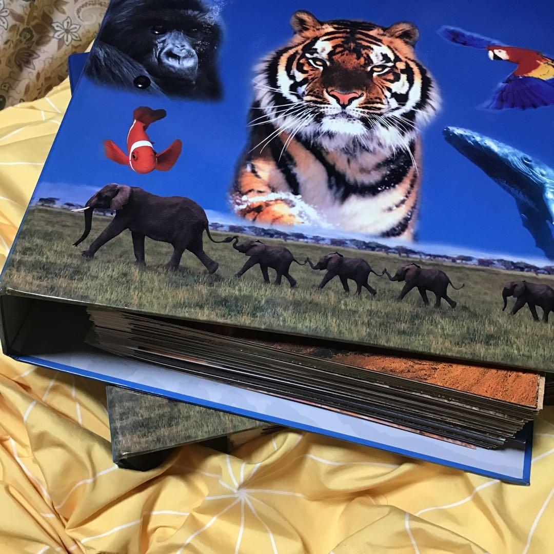 Discovering Wildlife すばらしき野生の王国　6個セット