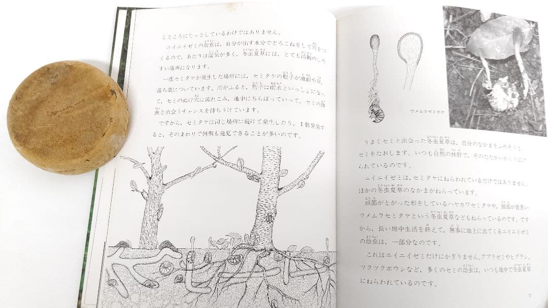 『虫をたおすキノコ』吉見昭一 著 子ども科学図書館 ムシに生えたきのこ 冬虫夏草