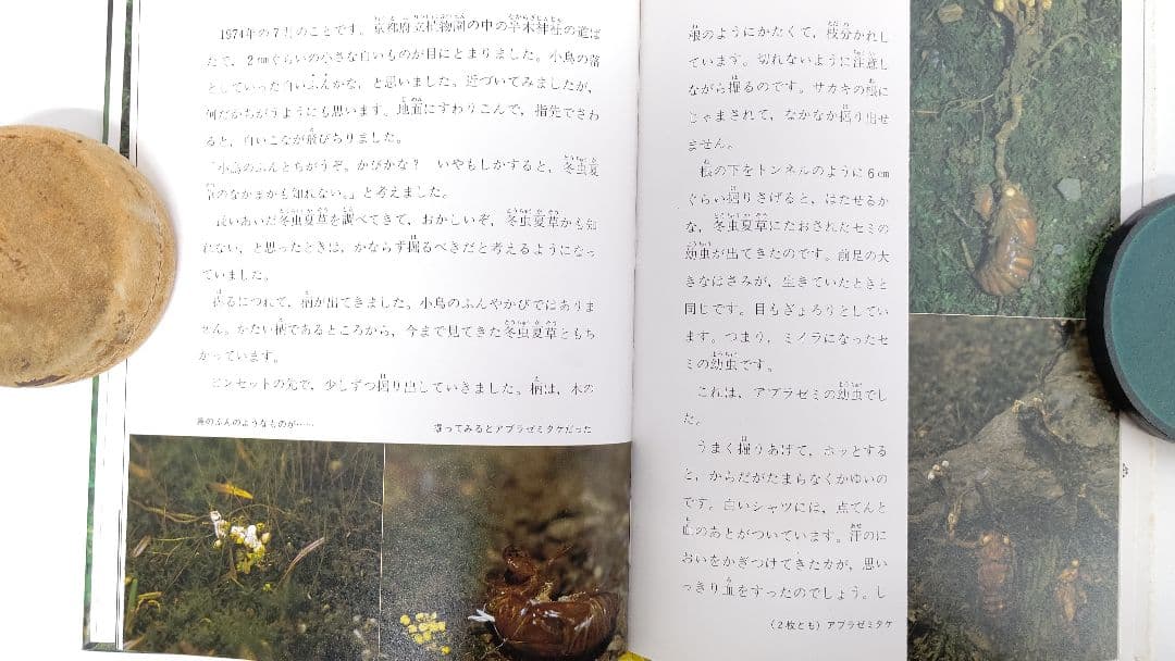『虫をたおすキノコ』吉見昭一 著 子ども科学図書館 ムシに生えたきのこ 冬虫夏草