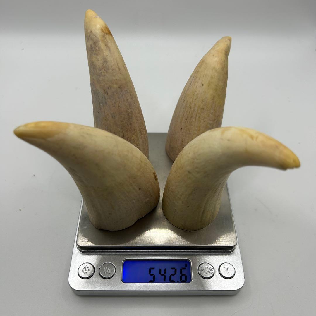 キ*ミ様 鯨の歯 4本 総重量542.6g レア 希少 マッコウクジラ 鯨の牙