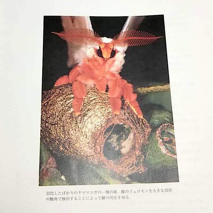 ★稀少大型本★フェロモンの謎～生物のコミュニケーション (SAライブラリー)