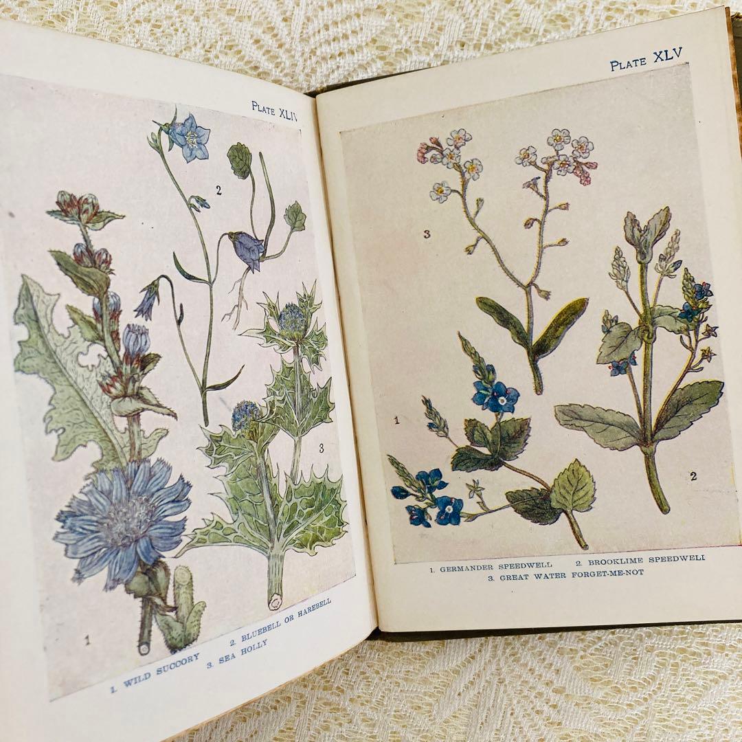 洋書　古書　アンティーク　イギリスの植物図鑑　美しいカラー図版48点♡