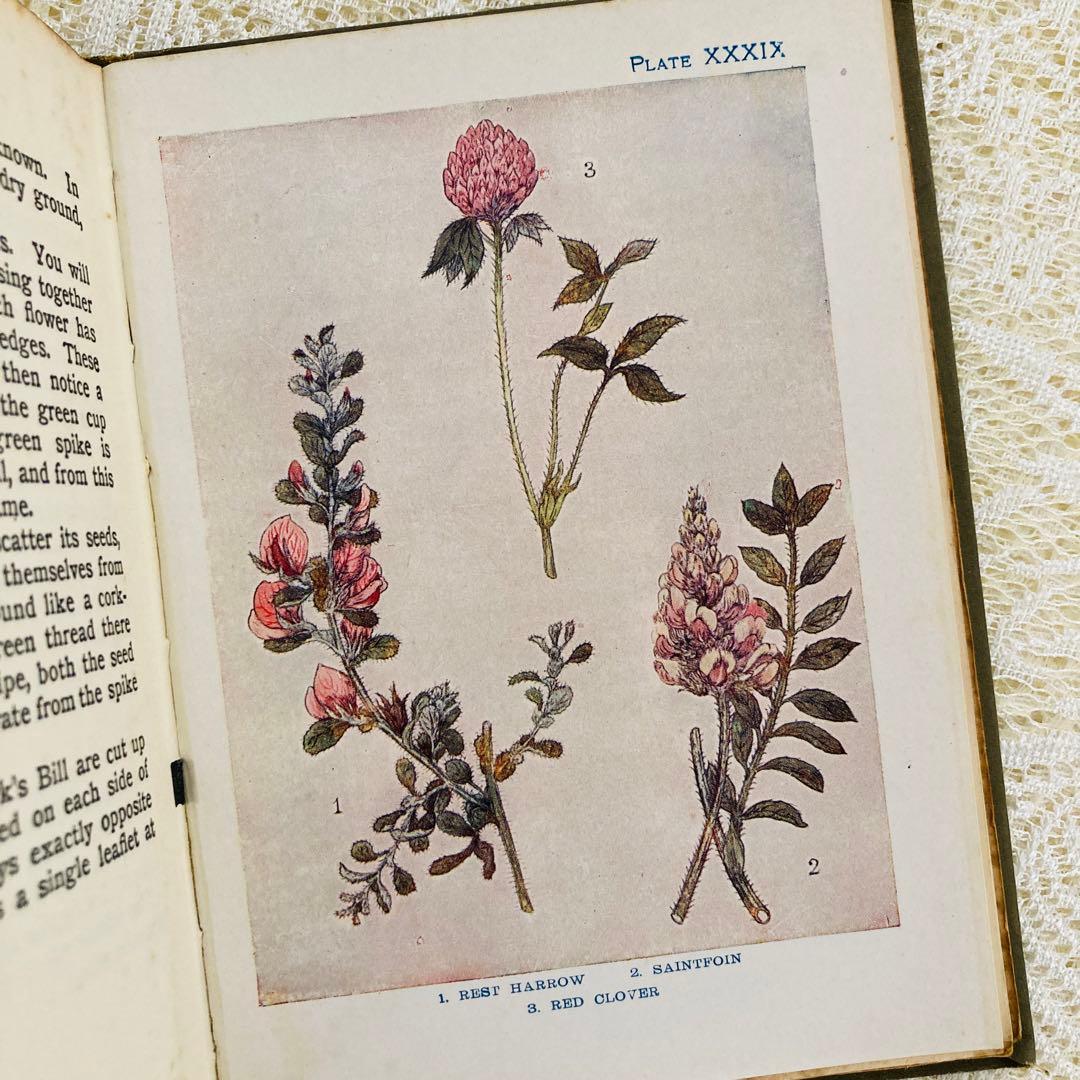 洋書　古書　アンティーク　イギリスの植物図鑑　美しいカラー図版48点♡