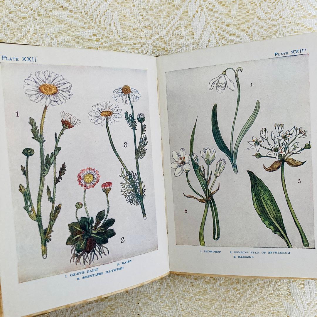 洋書　古書　アンティーク　イギリスの植物図鑑　美しいカラー図版48点♡
