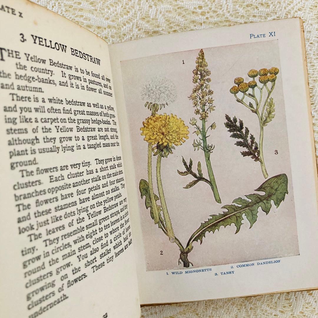 洋書　古書　アンティーク　イギリスの植物図鑑　美しいカラー図版48点♡