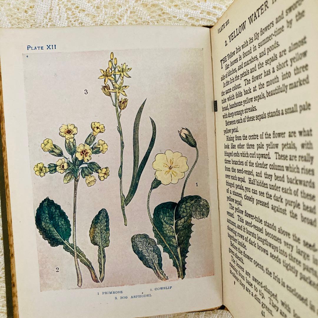 洋書　古書　アンティーク　イギリスの植物図鑑　美しいカラー図版48点♡